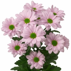 Ромашка розовая